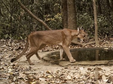 7 fatos sobre a suçuarana, o segundo maior felino das Américas